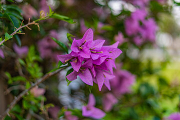 Fototapeta premium Trees and flowers in Miami, Florida