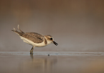 Kentish Plover feeding at Asker Marsh, Bahrain