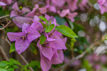 Trees and flowers in Miami, Florida