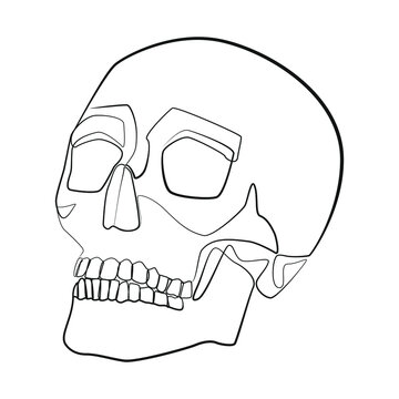 recommend clip art: Human skull front one line drawing on white isolated background