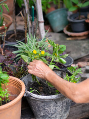 Old Asian woman growing her plant