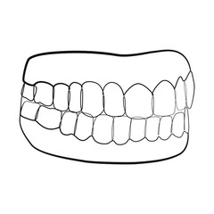 Jaw with teeth one line drawing on white isolated background 