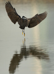 Western reef heron and dramatic reflection on water while fishing at Busaiteen coast, Bahrain