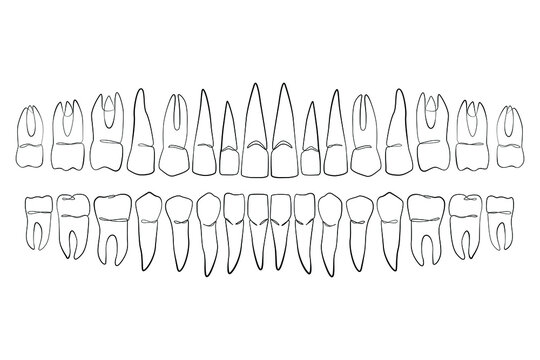 Lower and upper dentition line drawing on white isolated background