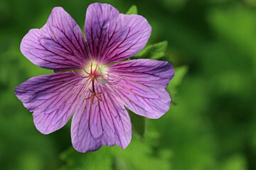 Purple cranesbill flower