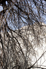 bare tree branches close-up background texture