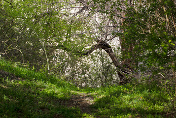 Fototapeta premium Footpath, grass and tree. Nature landscape background.