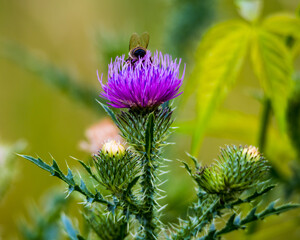 Bee on the violet flower of blooming prickly weed in the meadow