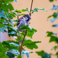 Cute sparrow sitting on the branch among green leaves