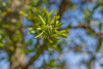 Trees and flowers in Miami, Florida