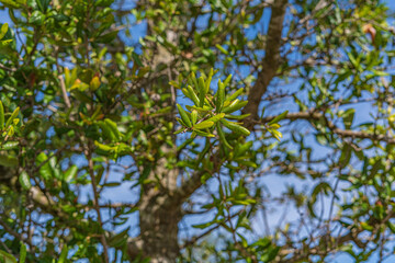 Fototapeta premium Trees and flowers in Miami, Florida