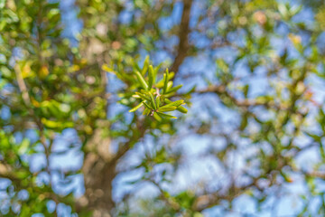 Trees and flowers in Miami, Florida