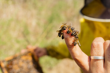 Bees on a finger