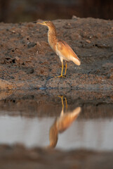 Squacco Heron at Asker marsh, Bahrain
