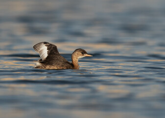 Juvenile Little grebe in Buhair lake, Bahrain