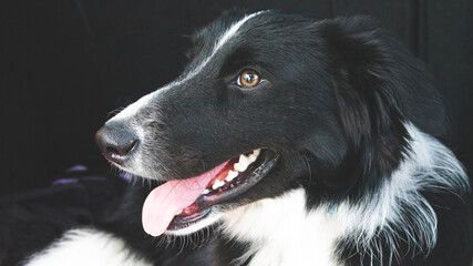 Loro cloroptera, loro ara ararauna, perro border collie, colores vivos primero planos.
