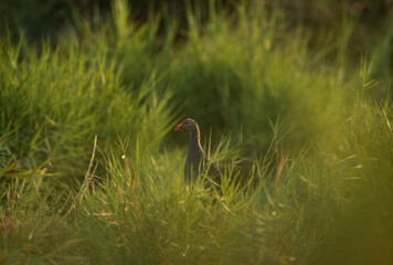 Grey-headed Swamphen in its habitat at Asker Marsh in the morning, Bahrain