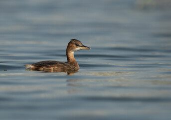 Juvenile Little grebe in Buhair lake, Bahrain