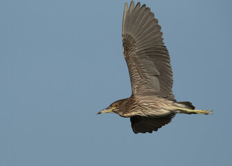 Black-crowned Night Heron flying at Buhair lake, Bahrain