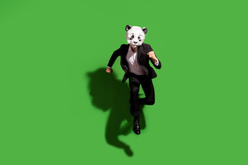 Full length body size view of classy active man wearing panda mask jumping running isolated over...