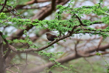Indian Robin on a branch of tree, Pune Maharashtra, India