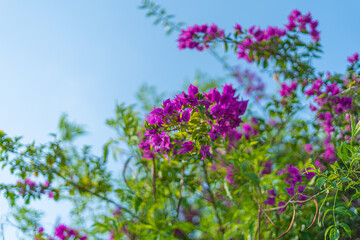 Obraz premium Trees and flowers in Miami, Florida