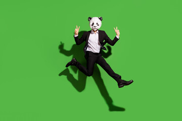 Fototapeta na wymiar Full length body size view of classy man guy wearing panda mask jumping showing v-sign isolated over bright green color background