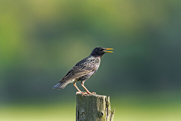Common starling in the meadow. Starling relax on top of the post. Wildlife Rhodope mountains.