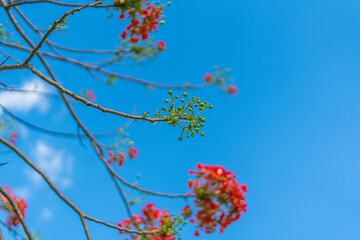 Flamboyant tree with an orange flower in Miami, Florida