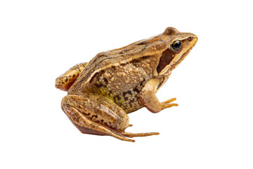 Common frog close-up isolated on white.