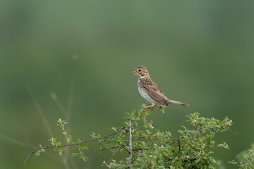 Corn bunting in the mountains meadow. Bird Watching in the Rhodope mountains. Bulgaria wildlife.