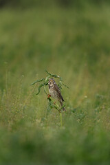 Corn bunting in the mountains meadow. Bird Watching in the Rhodope mountains. Bulgaria wildlife.