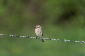 Red backed shrike have a rest on the wire. Bird watching in the Rhodope mountains. Ornithology in Bulgaria. 

