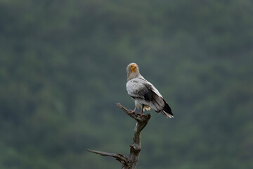 Egyptian vulture near the carcass. Vulture in the Rhodope mountains. Wildlife in Bulgaria.