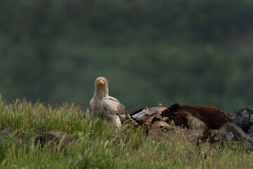 Egyptian vulture near the carcass. Vulture in the Rhodope mountains. Wildlife in Bulgaria.