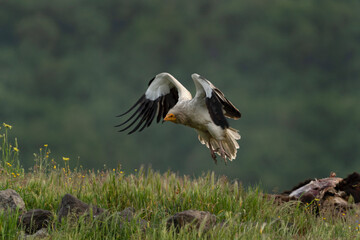 Egyptian vulture near the carcass. Vulture in the Rhodope mountains. Wildlife in Bulgaria.