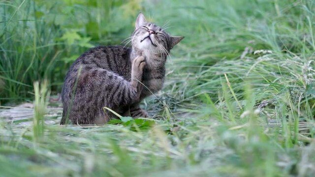Slow motion relaxed cat itches itmself on the grass 