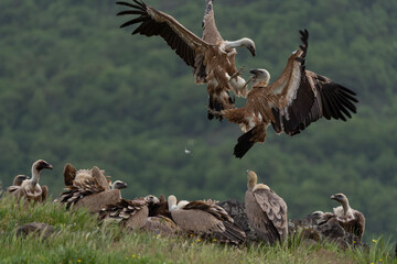 Griffon vultures near the carcass. Vultures in the Rhodope mountains. Wildlife in Bulgaria.
