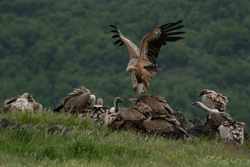 Griffon vultures near the carcass. Vultures in the Rhodope mountains. Wildlife in Bulgaria.