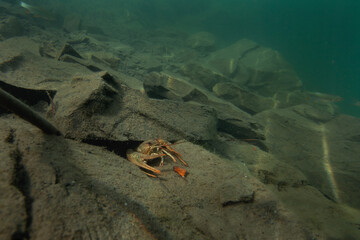 Crayfish walking on the bottom. Wildlife in the fresh lake. Underwater photography by the crayfish.	