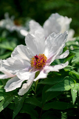 tree peony flower in spring in the garden 