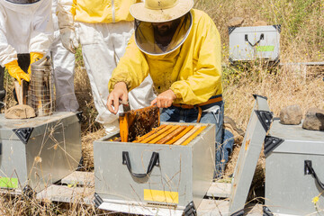 Group of beekeepers looking at the production of the apiary. © Brian Díaz