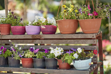 Fototapeta na wymiar Cute bright potted flowers in the garden center or backyard on sunny day. Spring, summer background. Flower growing concept