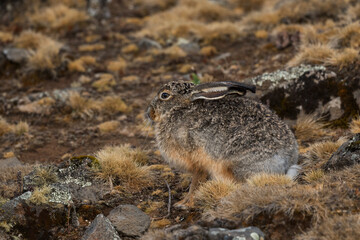 Ethiopian Highland Hare - Lepus starcki, beautiful hare endemic to Ethiopean mountains, Bale mountains, Ethiopia.