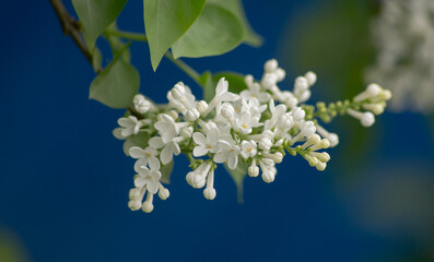 Beautiful branch of white lilac on a blue background