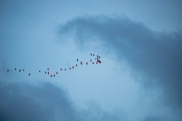 airplane in the sky