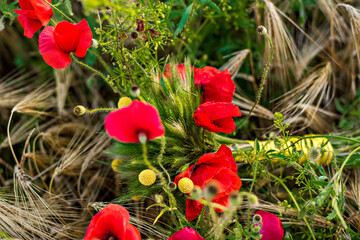 View of a beautiful, rural bouquet of red poppies, wheat on a field of poppies in the rays of the setting sun. Nature sunset postcard. Wallpaper of a blooming, bright landscape