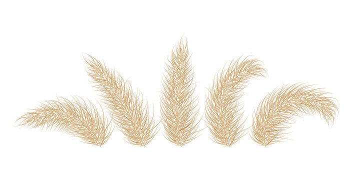 Pampas dry grass. One branch of pampas grass. Panicle, feather flower head. Vector