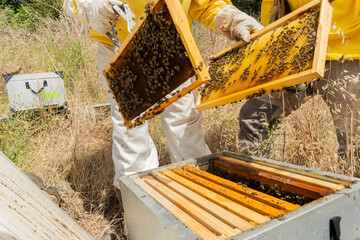 Beekeepers working on an apiary.
