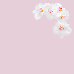 Corner frame made with white flowers on the creative pastel pink background. Minimal composition.